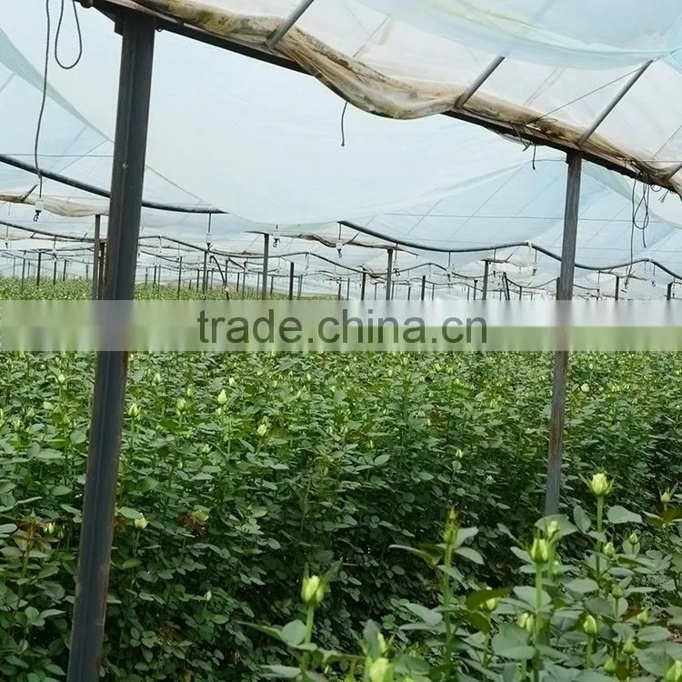 New OEM fresh rose flower