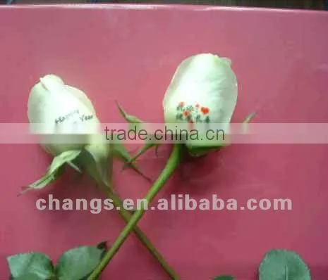 BYH Automatic cumputer controlled Flatbed Printer