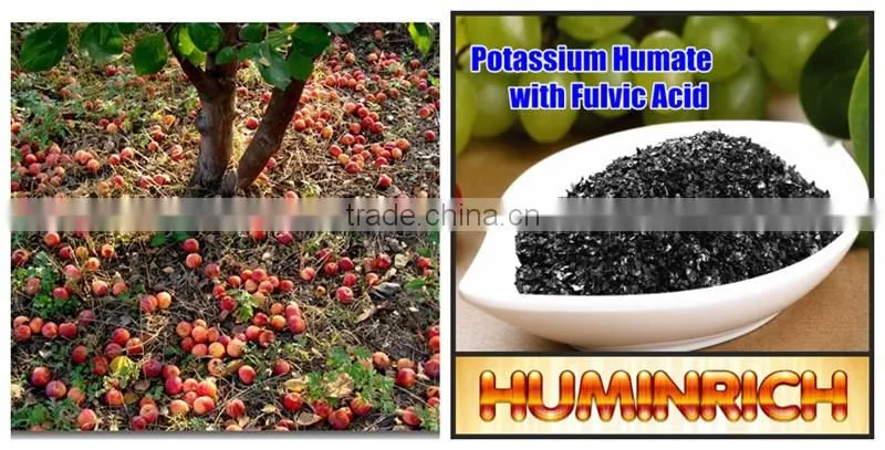 Relationship Between Root Growth And Fertilization Of Fruit Trees