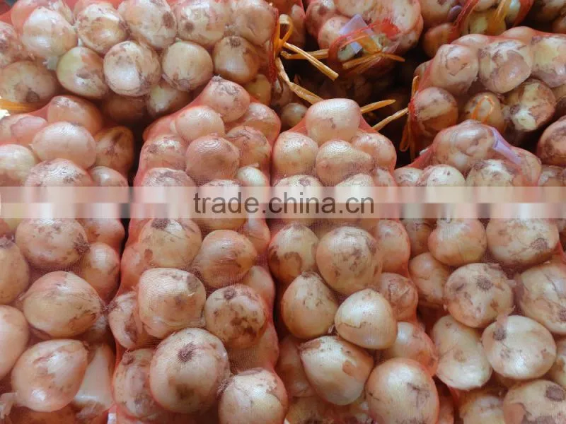 Fresh Yellow Onion / Red Onion