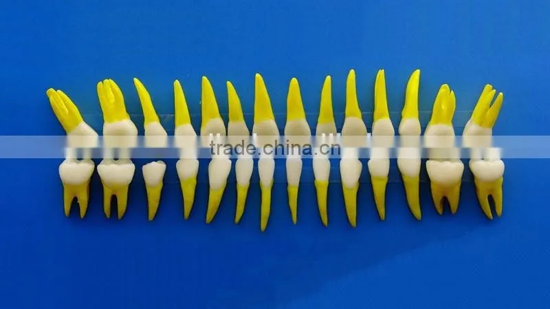 Dental same proportionally simulation model DEA-43