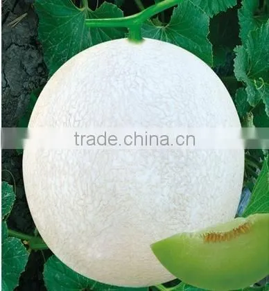 Hybrid sweet melon for growing-Silver handsome
