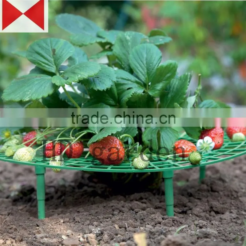 Strawberry supports - fruit clean and blemish-free