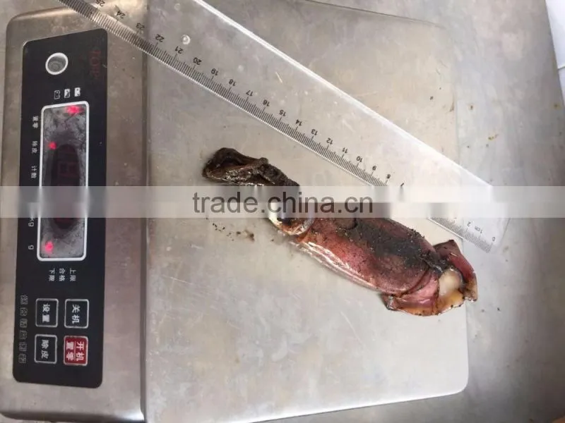 Frozen squid