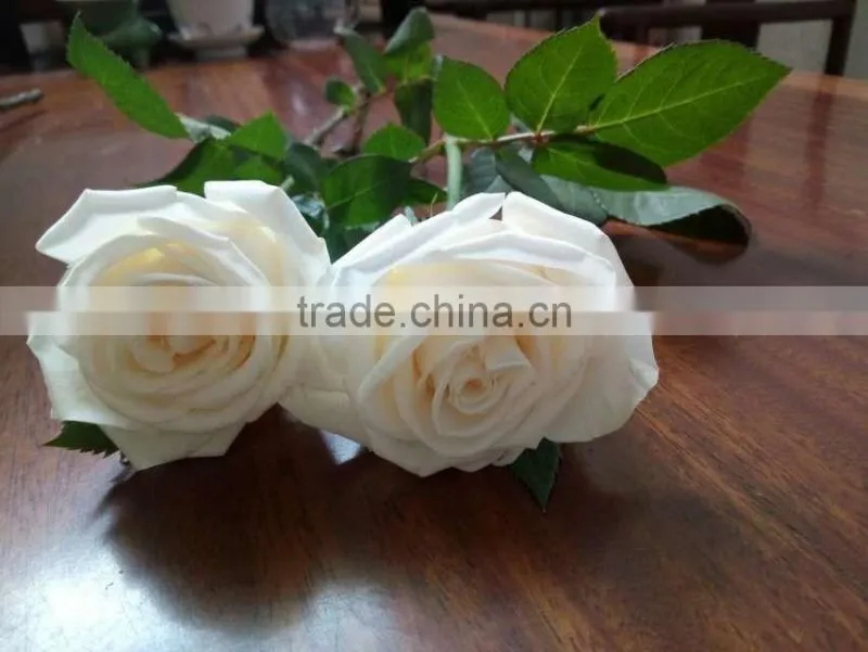 Supply Fresh Cut Flower Hot Sale 20 Stems/Bundle White Rose Wholesale From Yunnan,China