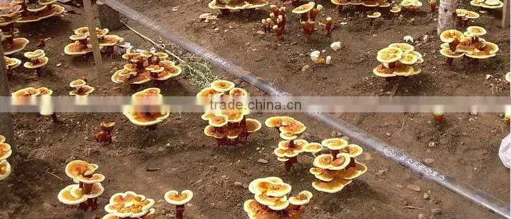 Duan Wood Reishi Slice,Ganoderma lucidum