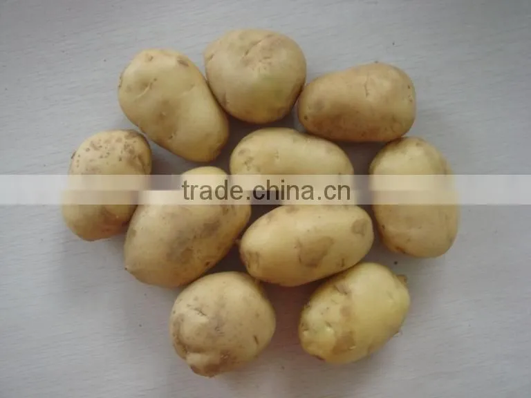 2015 Crop Chinese fresh Holland potato with best quality