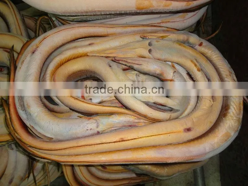 Conger Eel