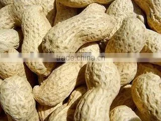 Chinese Raw Peanut inshell Washed