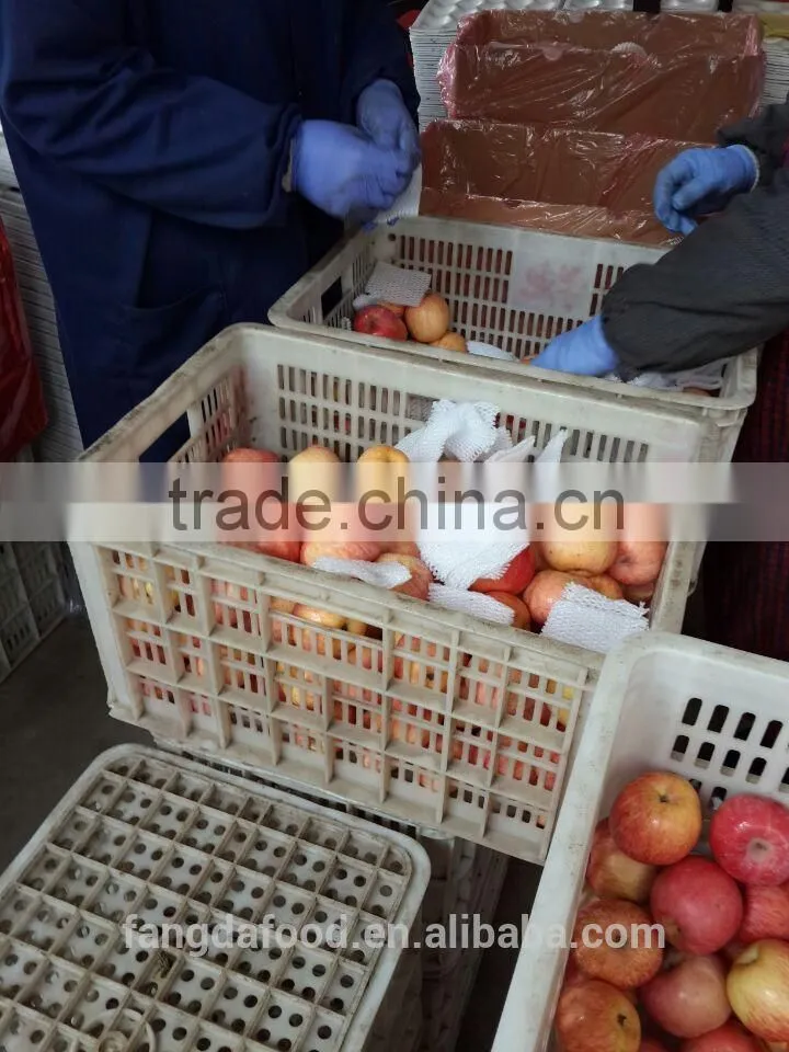 yantai fresh apple/china fresh apple