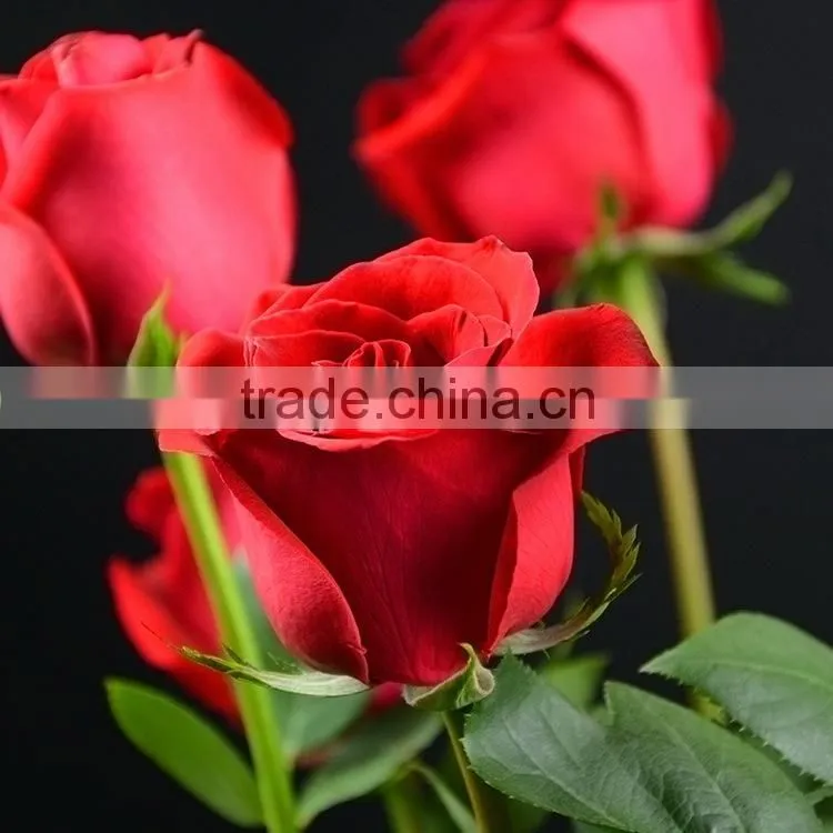Best quality Carola fresh cut rose flowers roses