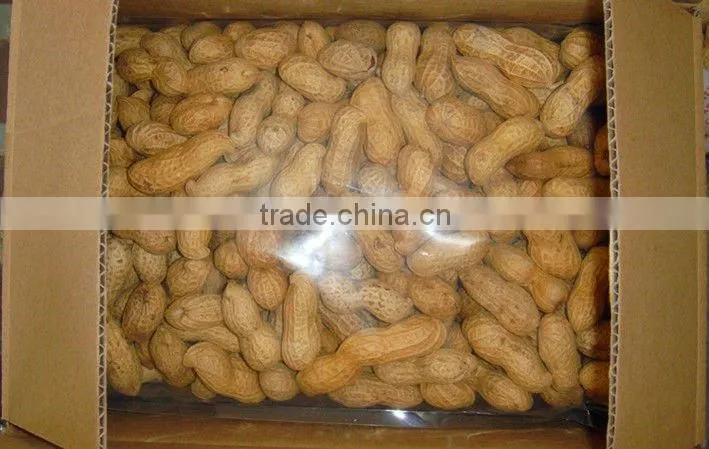 New crop roasted peanut in shell