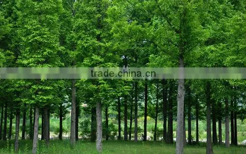 SAP potassium polyacrylate water gel for forest