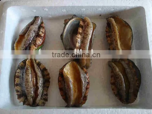 wholesale hight quality fresh alive abalone