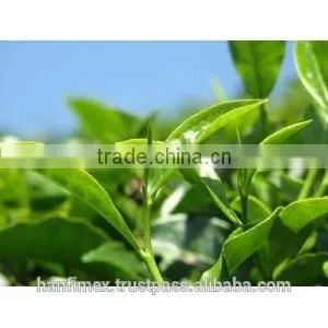 High quality VietNam green tea
