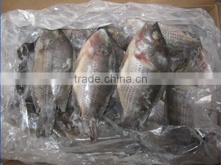 wholesale food price frozen tilapia whole tilapia fish