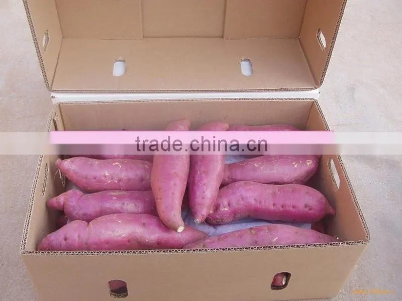 New frozen sweet potatos bulk order for sale