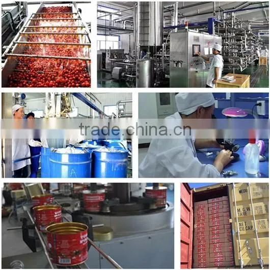 tomato paste less than 4.5KG Canned fruit and vegetable