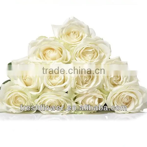 Rose varieties flowers