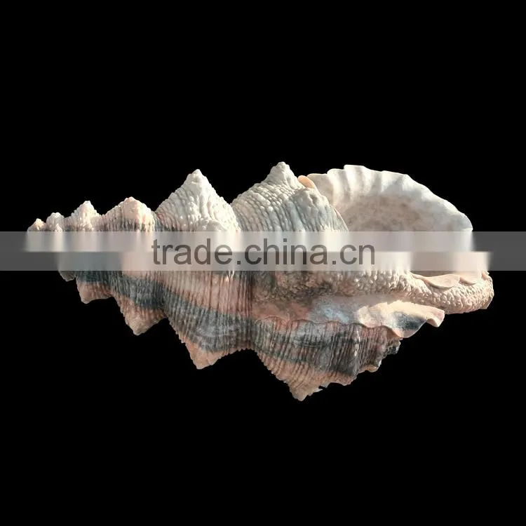 Large marble trumpet shell, garden sea shell sculpture