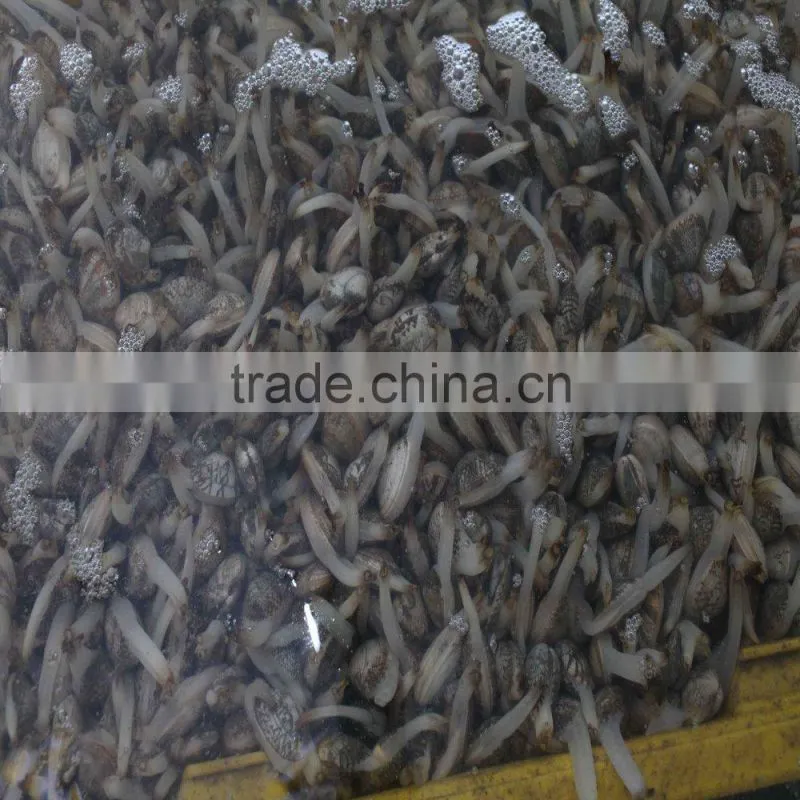 VACCUM CLAM FROM CHINA FOR EXPORT