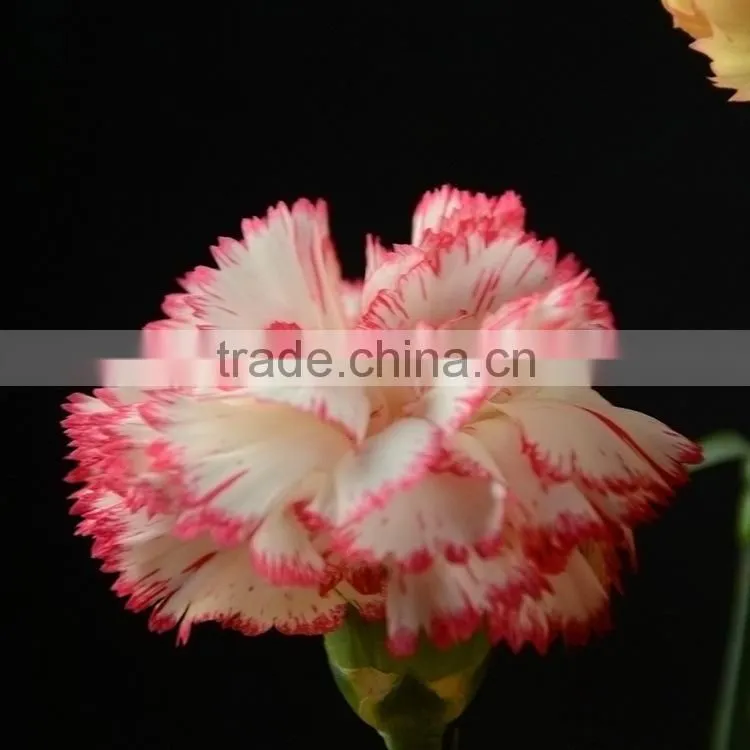 Special OEM fresh cut red pink carnations flowers