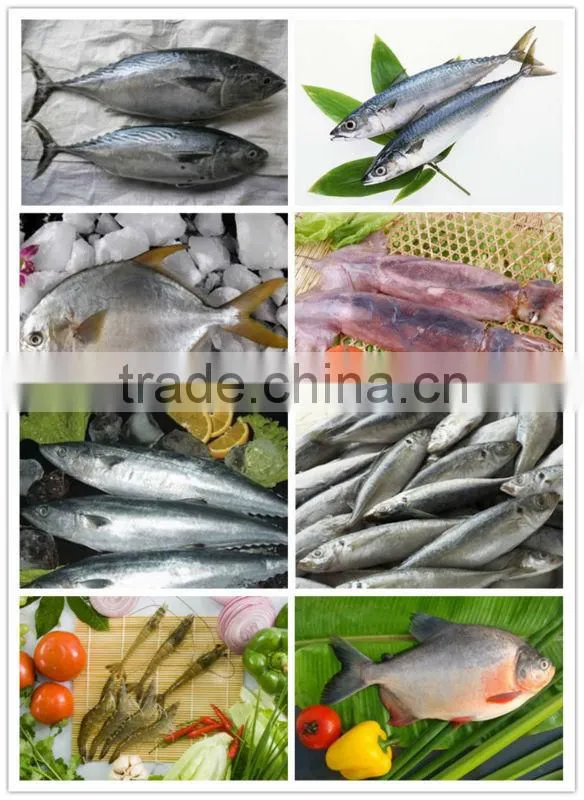 Frozen fresh sciaenops ocellatus whole round
