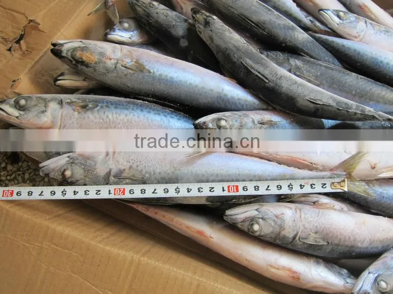 canned mackerel