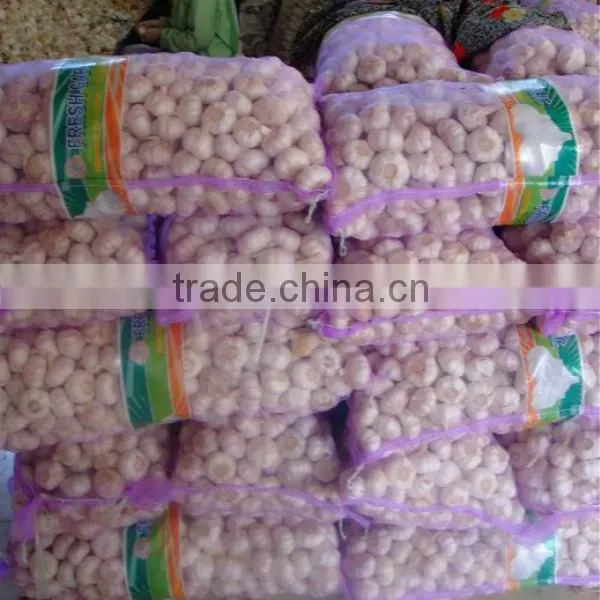 2016 new crop garlic start to be harvest