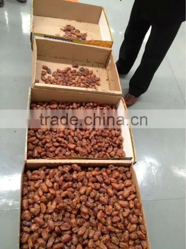 Date Sorting machine