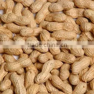 peanut in shell