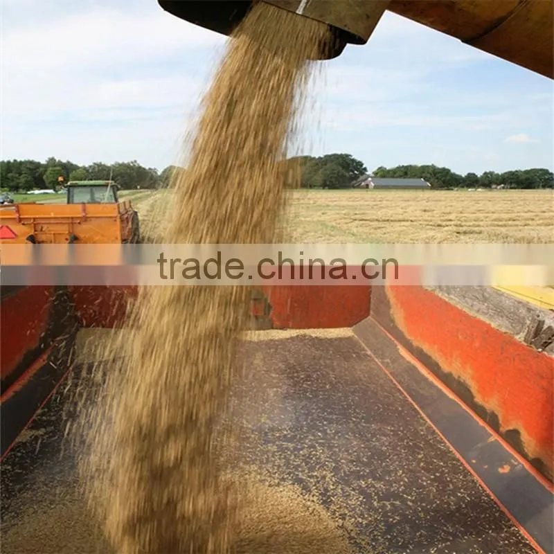 Ukraine barley ,barley seeds animal seeds can makes animal grow up healthy