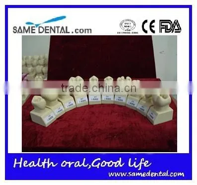 Hot Sale 4 Times Butment Cavity Preparation Model Gingival School Teaching Demonstration Models