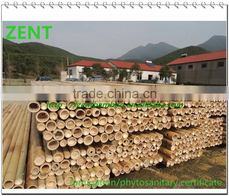 ZENT-133 natural cheap Moso Bamboo poles