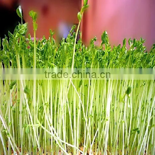 Lowest price automated bean sprouts machine with best service