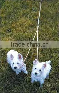 nice appearance dog collars,colorful pets leashes