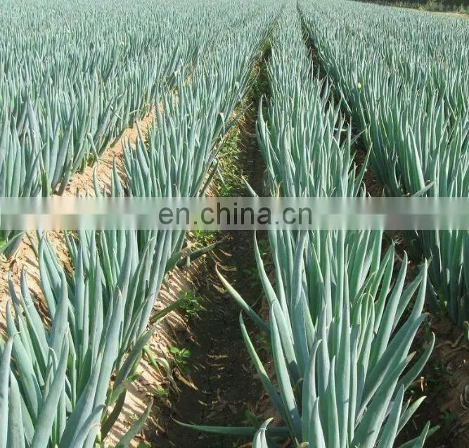 New designed tractor mounted scallion harvester /ginger harvesting machine for sale