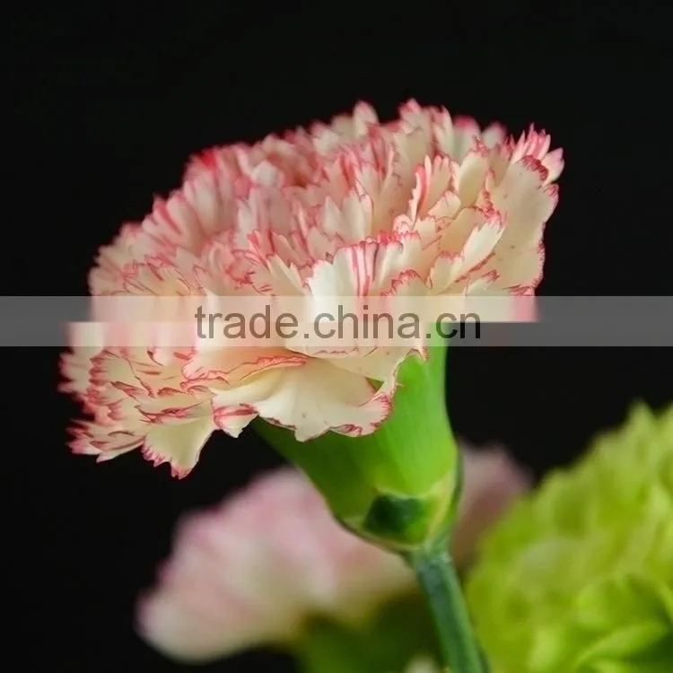 Special OEM fresh cut red pink carnations flowers