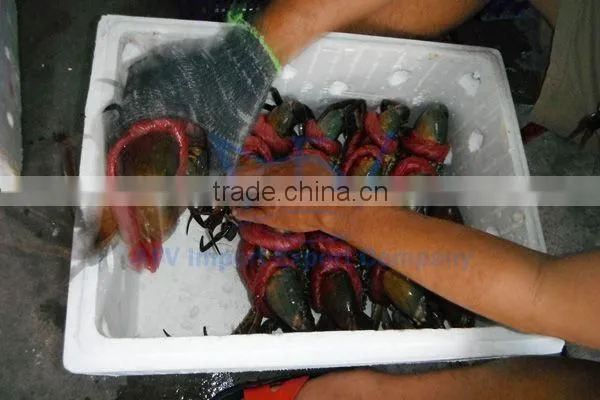Live Flower Lobster (Panulirus Ornatus) and Mud Crab (Scylla Serrata), Live Tiger Prawn and other live Seafoods