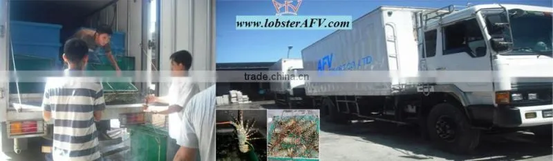FRESH / FROZEN Lobster Vietnam, Panuliru Ornatus