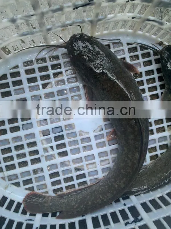 Fresh catfish frozen on sale