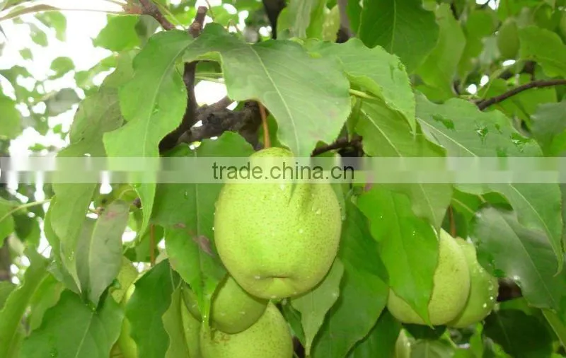 fresh pear of 2012 -- varieties,size,packing on your need