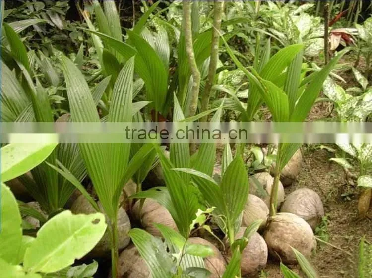 Coconut seedling