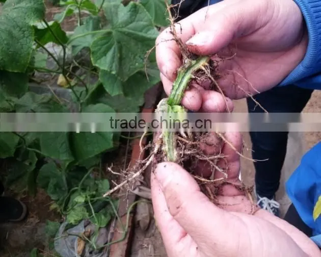 Chitosan Nematicide Liquid Agriculture Seaweed Fertilizer