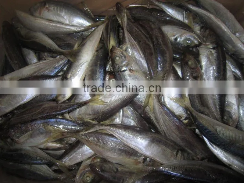 Whole round frozen horse Mackerel on sale