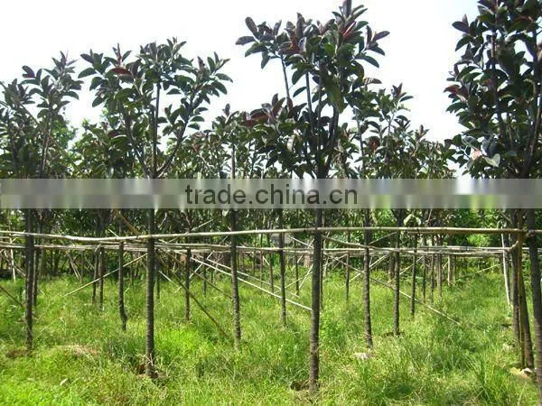 Ficus elastica landscaping trees
