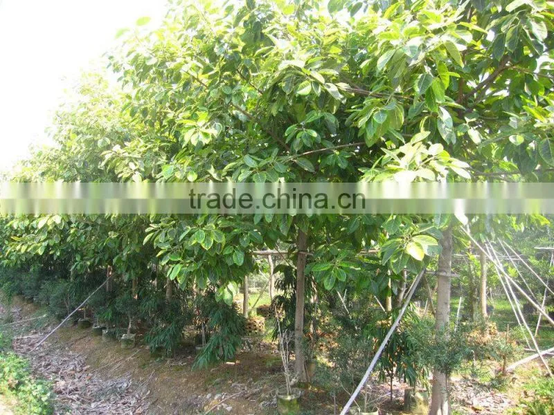 Ficus benghalensis variegata