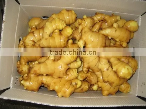 2015 crop Chinese Shandong origin fresh ginger