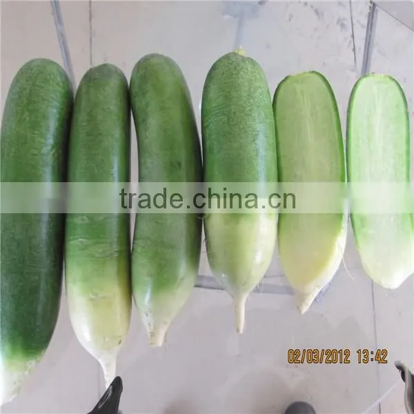 New crop fresh radish from Shandong