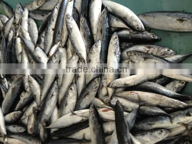 10-12pcs/kg Sea frozen bonito of top quality